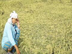 आप जिस बारिश को राहत समझ रहे हैं...इसी बारिश से बर्बाद हो गए किसान, तस्वीरें देख निकल पड़ेंगे आंसू