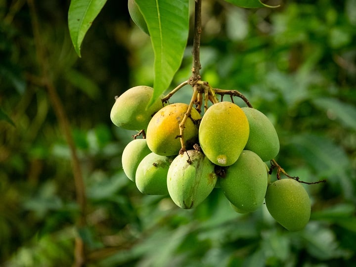 How To grow Mango Plant in Container or Process of growing Mango plants at Home Urban Farming: अब घर पर गमले में भी उगा सकते हैं आम की ये वैरायटी, मिलेंगे मीठे और ताजे फल! ये है खास प्रोसेस