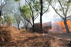 Sangli Fire : वनविभागाच्या गोदामाला आग, औषधी वनस्पती जळून खाक