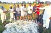 Sangrur News: ਆਸਮਾਨ ਤੋਂ ਵਰ੍ਹਿਆ 'ਚਿੱਟਾ ਕਹਿਰ', ਵੇਖਦੇ ਹੀ ਵੇਖਦੇ ਫਸਲਾਂ ਹੋ ਗਈਆਂ ਤਬਾਹ