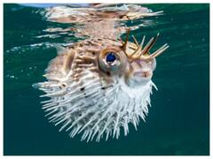 Elderly Woman Dies, Husband In Coma After Eating 'Deadly' Puffer Fish In Malaysia: Report