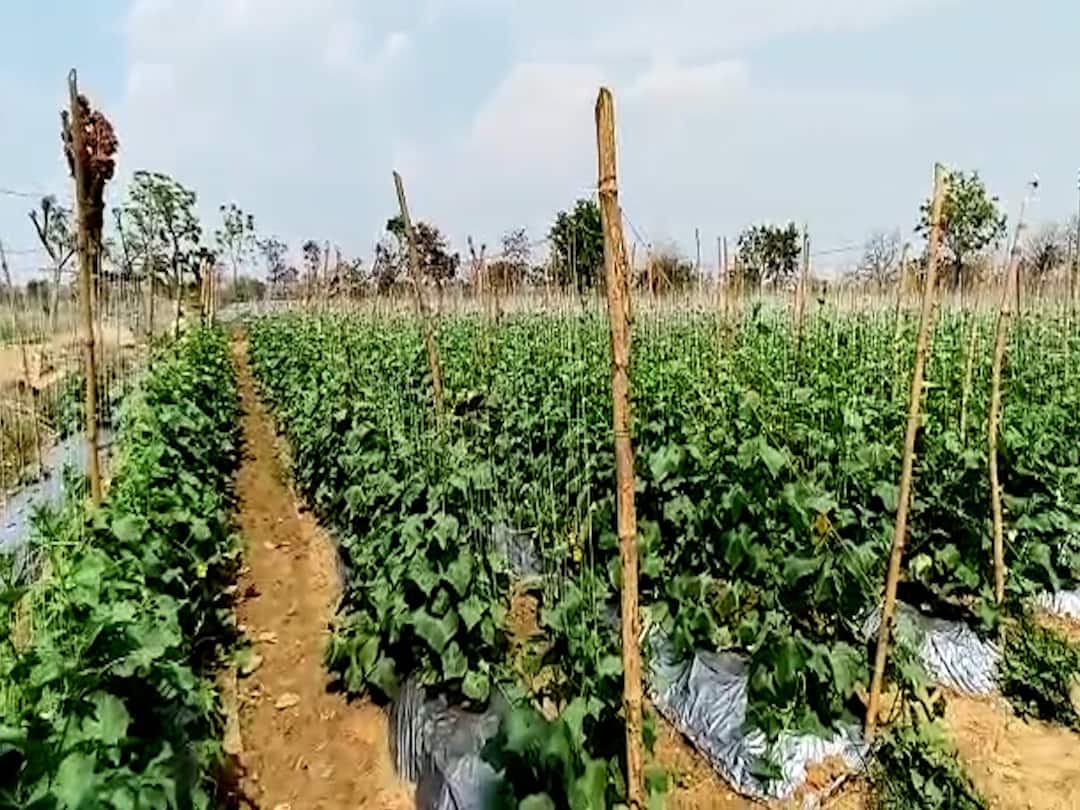 Bhandara Farmer Success Stoty youth gets big profti from cucumber production in just one month Bhandara : भंडाऱ्यातील तरुण इंजिनिअरची शेतीत कमाल, काकडी उत्पादनातून अवघ्या महिनाभरात लखपती