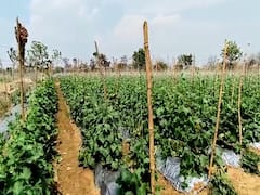 Bhandara : भंडाऱ्यातील तरुण इंजिनिअरची शेतीत कमाल, काकडी उत्पादनातून अवघ्या महिनाभरात लखपती