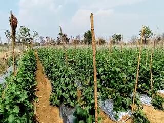 Bhandara : भंडाऱ्यातील तरुण इंजिनिअरची शेतीत कमाल, काकडी उत्पादनातून अवघ्या महिनाभरात लखपती