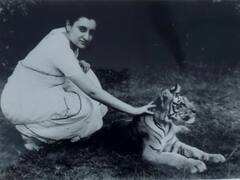 प्रोजेक्ट टाइगर के 50 साल पूरे, बाघों को बचाने की दुनिया की सबसे बड़ी मुहिम