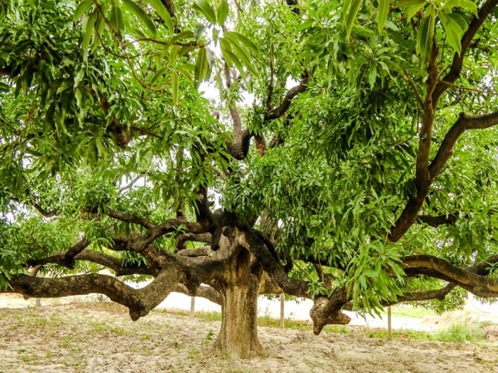 Dussehri mangoes originated from a 200 year old tree in Dussehri village of Kakori near Lucknow UP First Dussehri Mango Tree: 200 साल पुराना पेड़, जिससे तोड़ा गया था दुनिया का पहला दशहरी आम! हर कोई इसे देखना चाहता है
