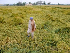 Farmers Fear Massive Yield Loss As Untimely Rains, Hailstorm Hit Wheat Crop Over 5.23 Lakh Hectare