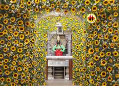 Kamada Ekadashi, Pandharpur: देव माझा विठू सावळा... कामदा एकादशीनिमित्त सूर्यफुलांनी सजला विठुरायाचा गाभारा