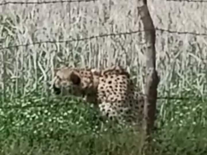 Cheetah Spotted In Field Near Village Along Kuno National Park, Forest Dept Trying To Send It Back Cheetah Strays Into Field Near Village Along Kuno National Park, Forest Dept Trying To Bring It Back — WATCH