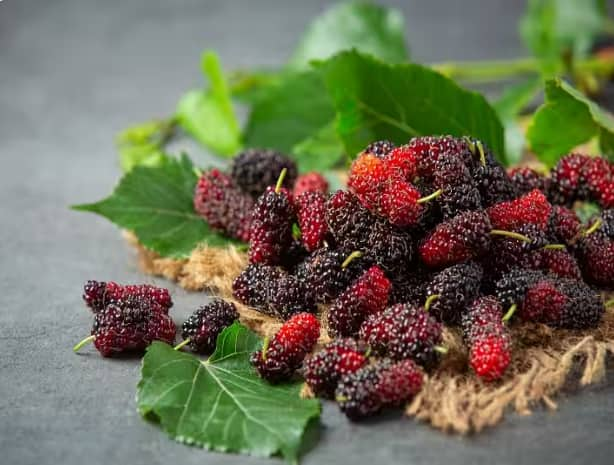 shahtoot-benefits-mulberry-is-a-fruit-full-of-medicinal-properties ਸਿਹਤ ਲਈ ਟੋਨਿਕ ਦਾ ਕੰਮ ਕਰਦਾ ਹੈ ਇਹ ਫਲ, ਆਖਿਰ ਕਿਵੇਂ, ਜਾਣੋ