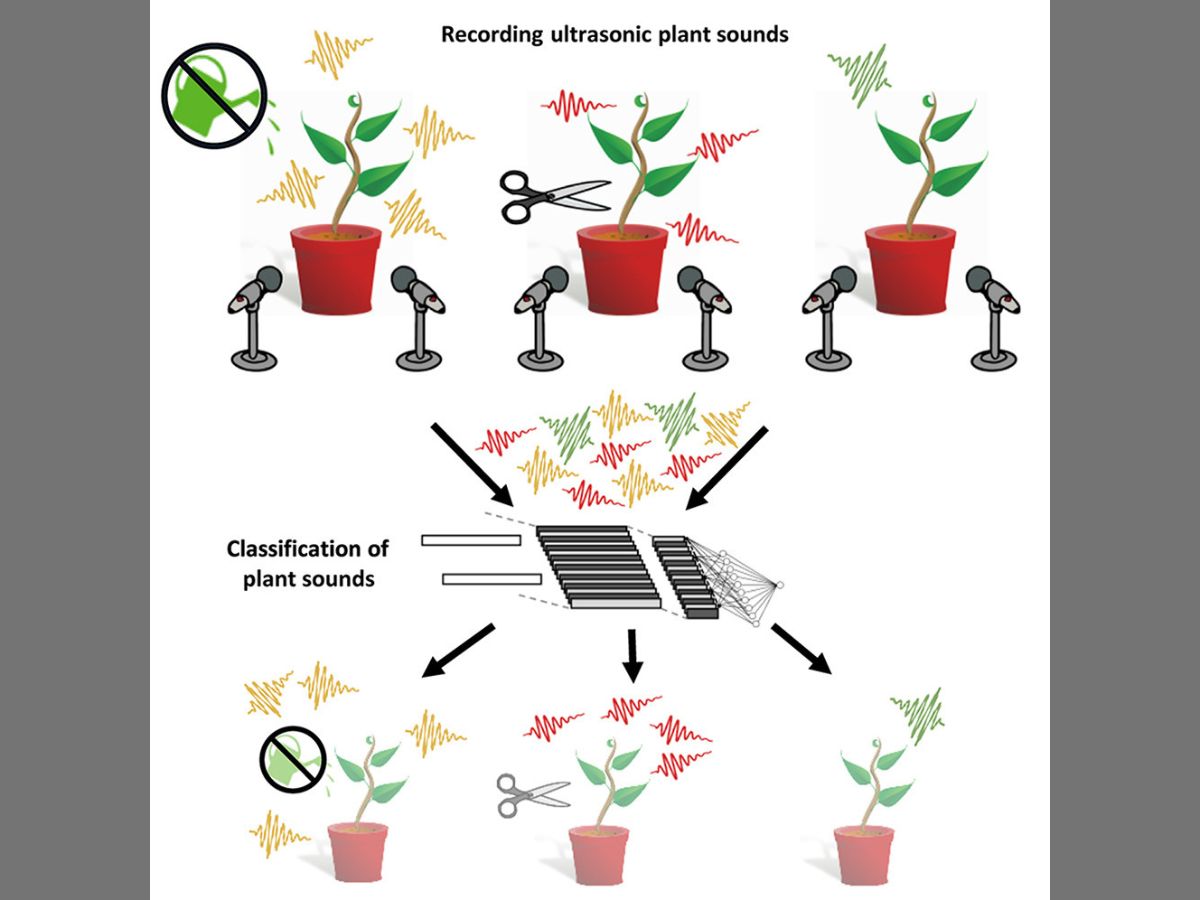 Can Plants Emit Sounds? Groundbreaking Study Says Yes, Explains How: Listen In
