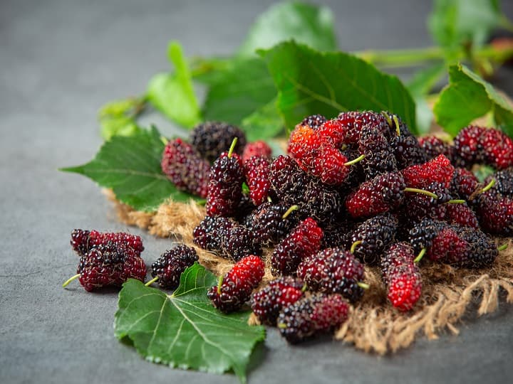 Shahtoot Benefits Mulberry Is A Fruit Full Of Medicinal Properties