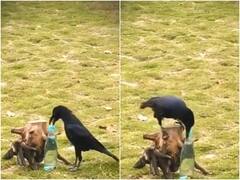 अब सामने आया Thirsty Crow वाली कहानी का वीडियो, बोतल में पत्थर डालकर प्यास बुझा रहा था कौवा
