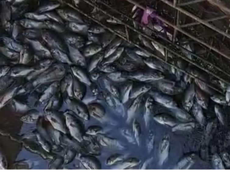 thousand of dead fish in the Nira river discharge of contaminated water from sugar factories panchganga krishna river pollution Nira River Pollution : पंचगंगा, कृष्णेनंतर आता नीरा नदीपात्रात मृत माशांचा खच; साखर कारखान्यांच्या प्रदूषणाने नदी पात्रे होऊ लागली 'विषाचा प्याला'