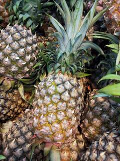 Pineapple Tingling Sensation: जी हां... अगर पाइनेप्पल को 1 मिनट भी मुंह में रखा तो गड़बड़ हो जाएगा! फिर कैसे खाना चाहिए ?