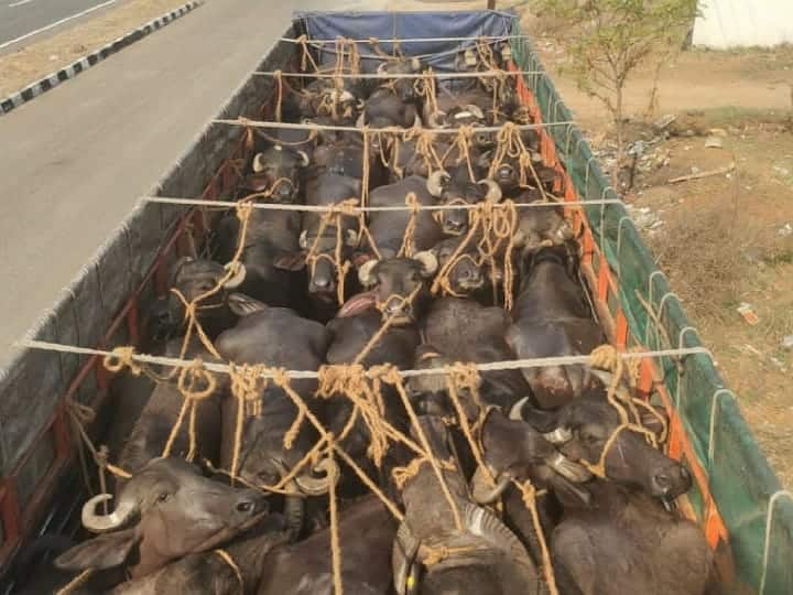 Seizure of a lorry illegally transporting 30 buffaloes for slaughter in Karur TNN ஆந்திராவில் இருந்து கேரளாவுக்கு கடத்தப்பட்ட எருமைகள் கரூரில் பறிமுதல்