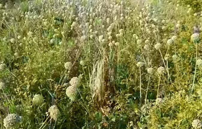 मधमाशा कमी झाल्यानं आणि परागीकरण कमी झाल्यानं जे बीज तयार होतं त्याची उगवण क्षमता कमी असते. तर काही वेळेला ते बीज उगवत नाही.
