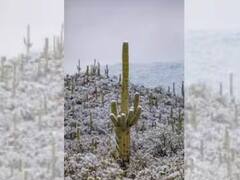 దశాబ్దాల తర్వాత ఎడారిలో మంచు వర్షం, ఆశ్చర్యపోతున్న శాస్త్రవేత్తలు