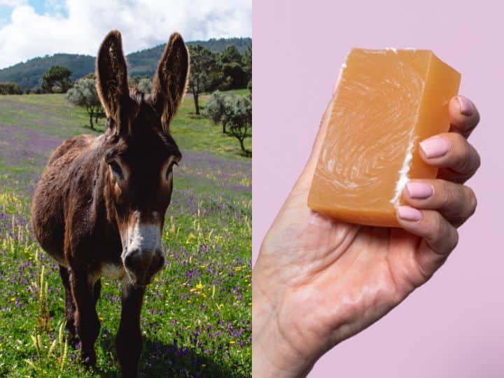 How is donkey milk soap made what is its benefit Maneka Gandhi viral video कैसे बनता है गधी के दूध का साबुन, क्या होता है फायदा? जानें