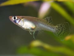 बारिश में बढ़ते मच्छरों को रोक देगी ये अकेली मछली... एक्वेरियम, स्विमिंग पूल, तालाब कहीं भी पाल सकते हैं