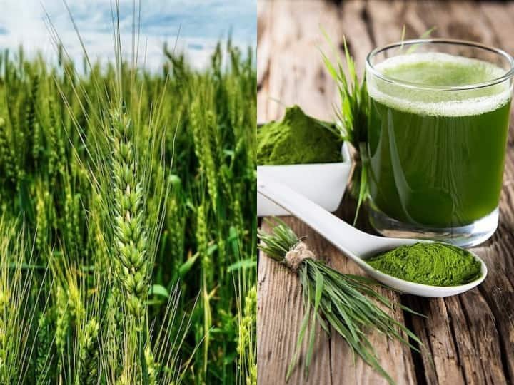 Benefits Of Wheat Grass Juice: रिपोर्ट्स के मुताबिक वीट ग्रास जूस को बेहद फायदेमंद बताया गया है ,इसके फायदे को देखते हुए कुछ लोग इसे संजीवनी भी कहते हैं