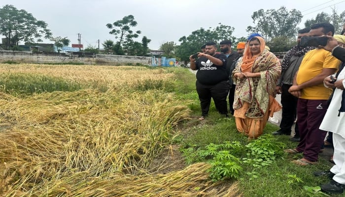 Mann Government Swings Into Action To Compensate The Farmers For Crop Loss ਗਿਰਦਾਵਰੀ ਨੂੰ ਤੇਜ਼ੀ ਨਾਲ ਮੁਕੰਮਲ ਕਰਨ ਲਈ ਪਿੰਡ-ਪਿੰਡ ਜਾ ਕੇ ਕਿਸਾਨਾਂ ਨੂੰ ਮਿਲ ਰਹੇ ਨੇ ਜਲੰਧਰ ਦੇ ਵਿਧਾਇਕ