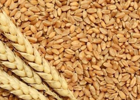 Wheat procurement on Minimum Support Price started in Jabalpur of Madhya Pradesh on 74 Center ANN MP News: जबलपुर में MSP पर गेहूं की खरीदी शुरू, जांच में संदिग्ध मिले हजारों खसरे, इस तरह जांच करा रहा है प्रशासन