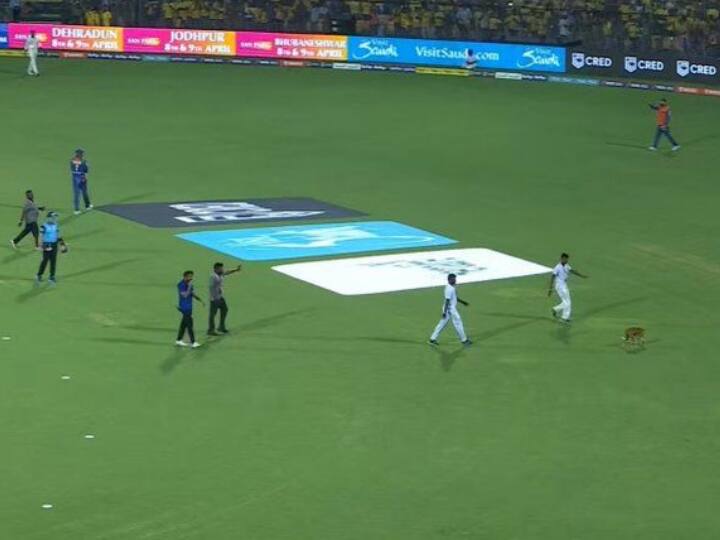 IPL 2023 CSK vs LSG Dog interrupted the game for a while at Chepauk stadium watch video IPL 2023: मैच शुरू होने से पहले मैदान में घुसा कुत्ता, अंपायर भी उसे बाहर करने में दिखे व्यस्त, देखिए वीडियो