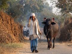 पशुओं के लिए जानलेवा साबित हो रहा ये मौसम...तेजी से बढ़ रही ये बीमारी, पशुपालकों को बरतनी होगी ये सावधानियां!