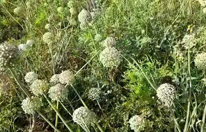 मधमाशा फुलांकडे आकर्षित होऊन फुलांवर बसतात आणि त्यामुळं परागीकरण होऊन फुलांमध्ये चांगल्या उत्पादक क्षमतेच बीज तयार होतं.