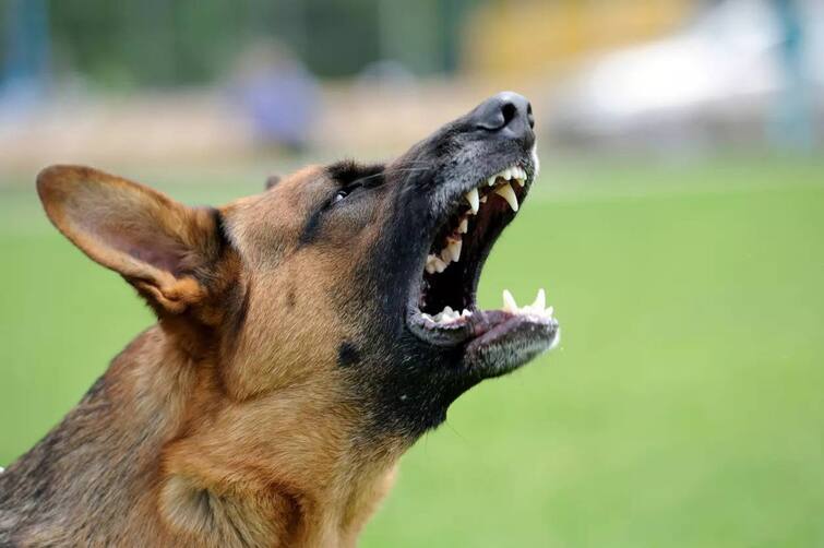 Karnataka dog drags newborn baby in goverment hospital baby dead shocking incident Shocking : பச்சிளம் குழந்தையை வாயில் கவ்வியப்படி ஓடிய நாய்.. துரத்திய காவலர்கள்.. கர்நாடகாவில் அதிர்ச்சி..