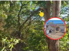 कोल्हापूर हादरलं! एकाच झाडाच्या फांदीला दोन जिवलग मित्रांची एकाचवेळी गळफास घेत आत्महत्या