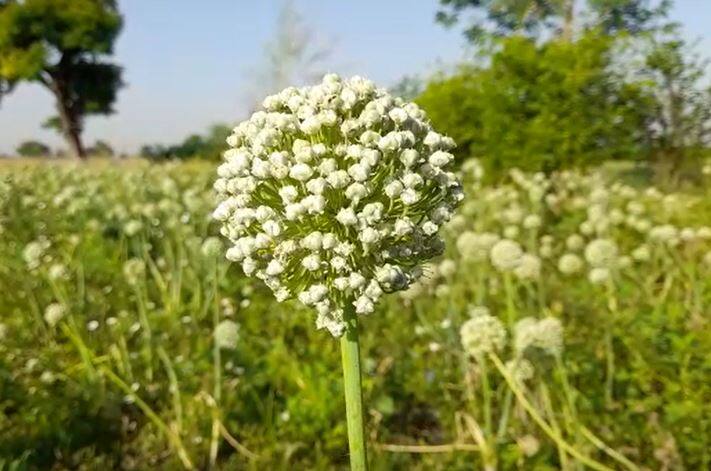 सध्या राज्यातील शेतशिवारात मधमाशांची (Honey bee) संख्या घटली आहे. यामुळं परागीकरण होत नसल्याचे दित आहे. याचा परिणाम म्हणून कांदा (Onion) आणि सूर्यफूलाचे (Sunflower) बिजोत्पादन (Seed production) घटण्याची शक्यता आहे