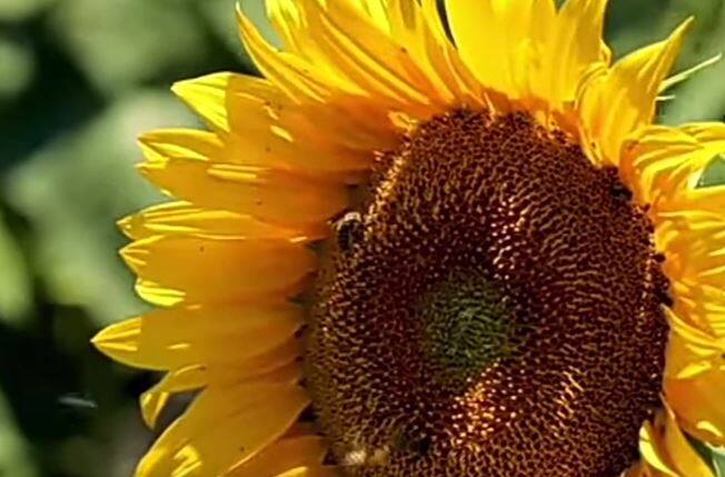 शेतशिवारात मधमाशांची संख्या (Honey bee) घटल्यानं कांदा आणि सूर्यफूल बीजोत्पादन करणारे शेतकरी चिंतेत आहेत. मधमाशा अतिशय कमी झाल्यानं परागीकरण होत नसल्यानं कांदा आणि सूर्यफूल बीज उत्पादन घटण्याची शक्यता असल्याची माहिती शेतकऱ्यांनी (Farmers) दिली आहे.