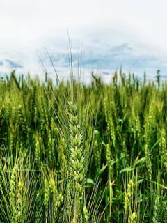 Benefits Of Wheat Grass Juice: गर्मी में डाइट में जरूर शामिल करें वीट ग्रास जूस, जानें- कैसे बनता है?