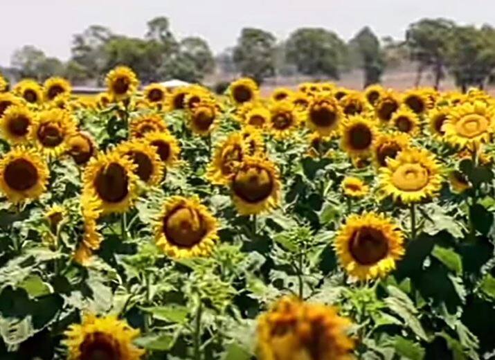 मधमाशांची संख्या घटल्यानं फुलांमधून परागीकरण पाहिजे त्या प्रमाणात होत नाही. त्यामुळं कांदा आणि सुर्यफुलाचं बिजोत्पादन घटण्याची शक्यता निर्माण झाली आहे.