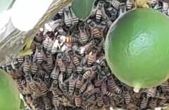 Honey bee : मधमाशांची संख्या घटली, कांद्यासह सूर्यफूलाचे बिजोत्पादन घटण्याची शक्यता