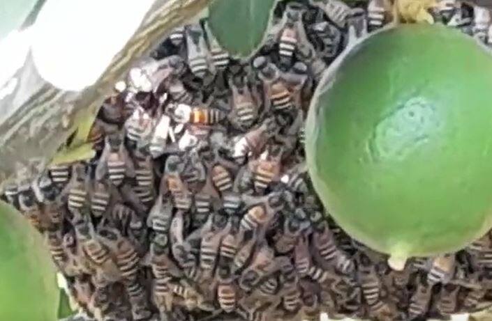 या समस्येमुळं आता कांदा आणि सूर्यफूलाचे चांगल्या दर्जाचं बियाणं मिळणंही मुश्किल झाल्याची माहिती बुलढाणा जिल्ह्यातील शेतकऱ्यांनी दिली आहे.