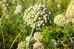 Honey bee : मधमाशांची संख्या घटली, कांद्यासह सूर्यफूलाचे बिजोत्पादन घटण्याची शक्यता