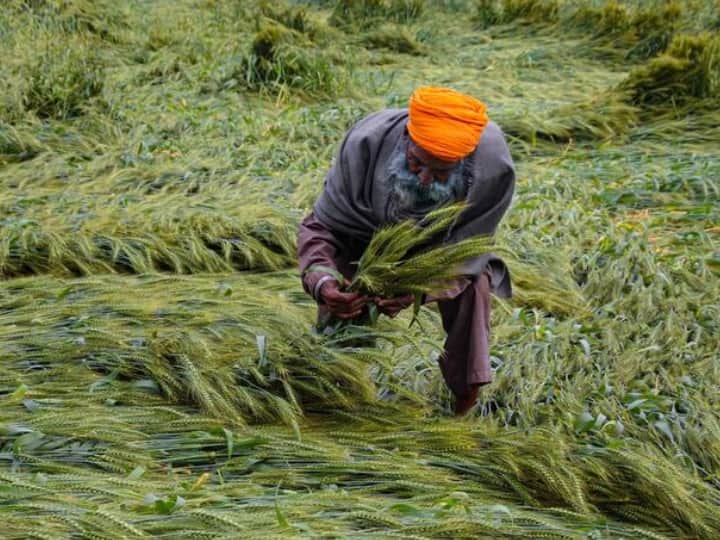Punjab Weather wheat crop lying in the fields, loss of 10 to 12 thousand crores Punjab: गेहूं के किसानों की उम्मीदें बेमौसम बारिश में बही, 10-12 हजार करोड़ रुपये के नुकसान की आशंका