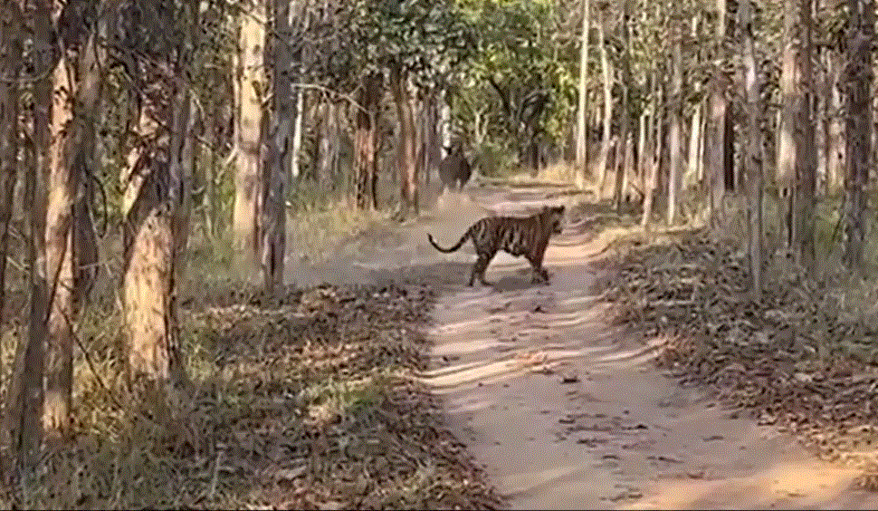 Video Of Tiger Chasing Away Indian Gaur Goes Viral, Netizens Say 'Rare Sighting' Video Of Tiger Chasing Away Indian Gaur Goes Viral, Netizens Say 'Rare Sighting'