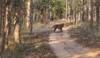 Video Of Tiger Chasing Away Indian Gaur Goes Viral,  Netizens Say 'Rare Sighting'
