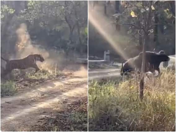 शिकार के पीछे भागता रहा रफ्तार का बादशाह टाइगर... फिर भी कुछ हाथ नहीं लगा! देखें वीडियो