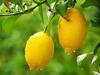 Lemon Production : देशातील सहा राज्यात लिंबाचे 70 टक्के उत्पादन, आंध्र प्रदेश आघाडीवर तर महाराष्ट्र....