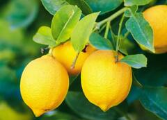 Lemon : देशातील सहा राज्यात लिंबाचे 70 टक्के उत्पादन