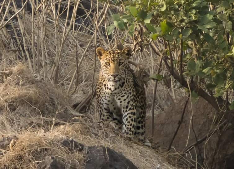 Leopard attacked farmer in Bhania village of Khambha, Amreli, second incident in four days Amreli: ખાંભાના ભાણીયા ગામે દીપડાએ ખેડૂત પર કર્યો હુમલો, ચાર દિવસમાં બીજી ઘટના
