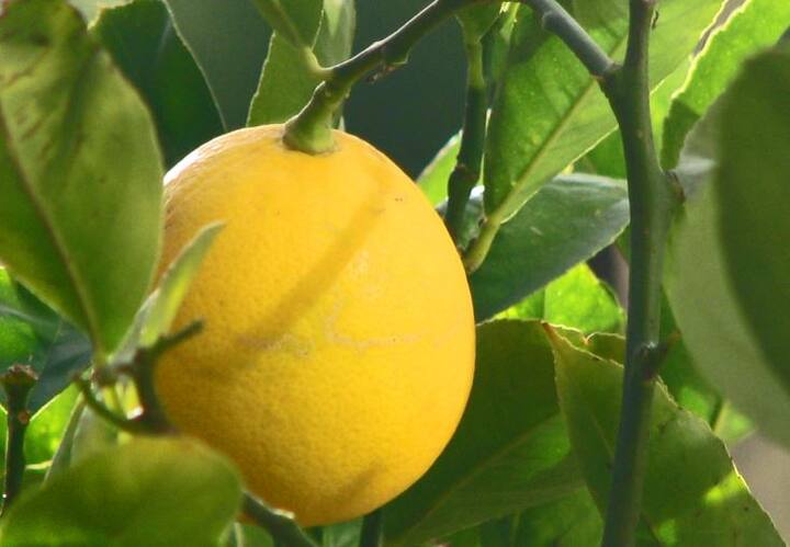 महाराष्ट्रात 9.85 टक्के लिंबाचे उत्पादन होते. त्यानंतर कर्नाटकमध्ये 9.68 टक्के, त्यानंतर 8.61 टक्के उत्पादन मध्य प्रदेशात होते. याशिवाय, इतर राज्यात उर्वरित 30 टक्के लिंबाचे उत्पादन घेतलं जातं.