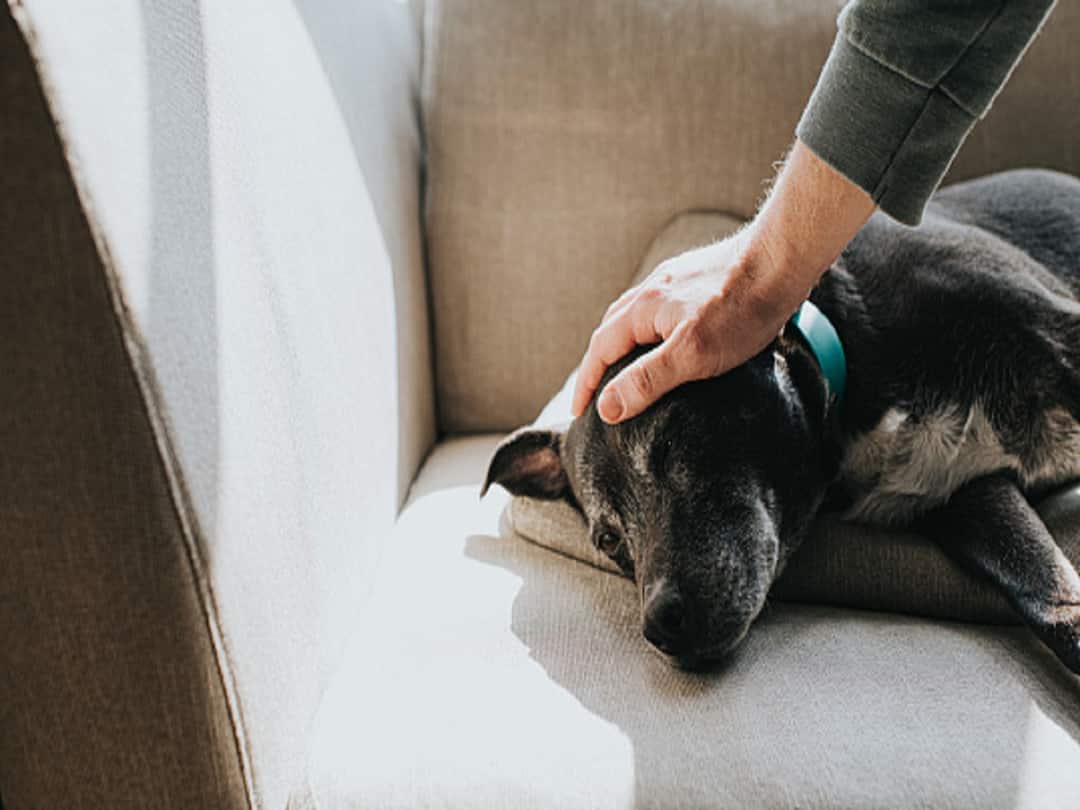 Bangalore Spends Highest On Petcare, Owners Shell Out Rs 3000 Per Month: Survey Bangalore Spends Highest On Petcare, Owners Shell Out Rs 3000 Per Month: Survey Bangalore Spends Highest On Petcare, Owners Shell Out Rs 3000 Per Month: Survey