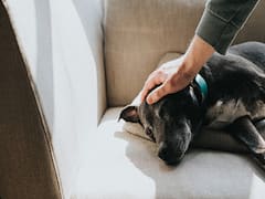 Bangalore Spends Highest On Petcare, Owners Shell Out Rs 3000 Per Month: Survey