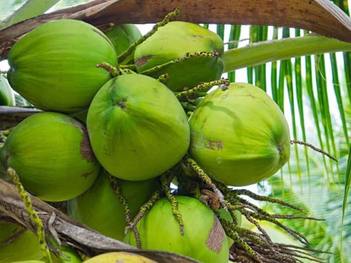 Theni: summer tender coconut in demand Competition among traders in purchasing theni TNN கொளுத்தும் வெயில்.. டிமாண்டான இளநீர்... கொள்முதல் செய்வதில் வியாபாரிகளுக்கிடையே போட்டி